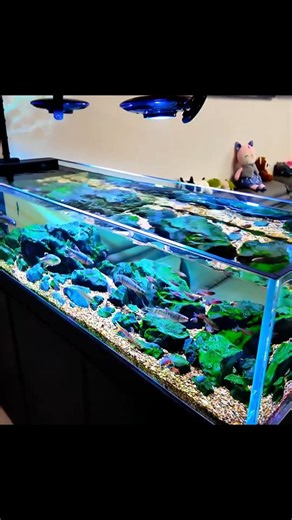20K views · 167 reactions | simple aquarium set up ideas for your home  #aquarium #aquariumhobby #fishkeeping #reelsfbシ | Hendrix backyard TV | Facebook