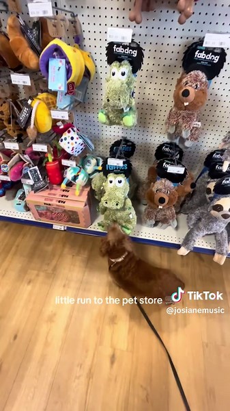 Why You Should Get a Cockapoo Dog