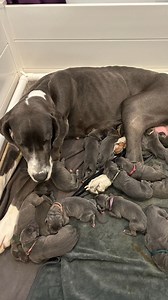 Wow! A Great Dane is now the proud mama of 15 puppies! #greatdane #puppies #cuteanimals #rescue #northcarolina | KOLD News 13