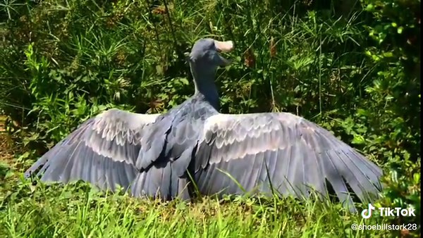 Shoebillstork28 sur TikTok