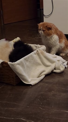 #puppydog #puppylife #pomeranianlove #doglover #dog #pomeranianpuppy #kennel #fluffy #cachorro #pomeranian #cat #dogcat #persiancat #funny #cutenessoverloaded