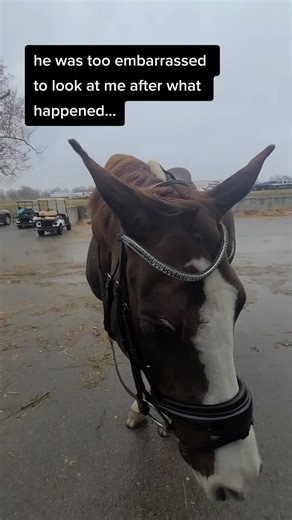 things don't always go right! #iridecommando #dressage @usequestrian we redeemed ourselves though after this. still love him!! #wobblers #equestrian #horsesoftiktok