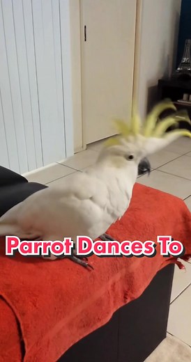 Parrot Dancing Video Compilation - Funny Cockatoo and Cockatiel Dances