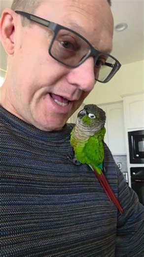 SINGING TO BIRDY ABOUT SESAME STREET #greencheekconure