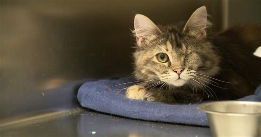 Over 100 cats rescued from deplorable conditions at Long Island home