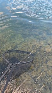Netting fish doesn't always go to plan, but we got her in the net #bloopers | 101Hunting & Fishing