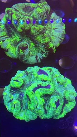 Open Brain Coral (Trachyphyllia) | BPK Reef Display Showcase #OpenBrainCoral #Trachyphyllia #Coral