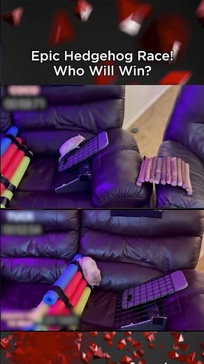 Two Hedgehogs Compete to Finish Obstacle Course While Owner Gives Commentary