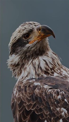 Bald Eagle Stays Cool While Crows Cause Chaos.