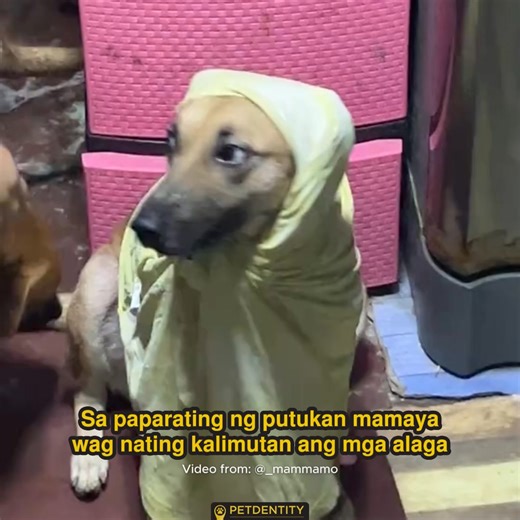 𝗙𝗶𝗿𝗲𝘄𝗼𝗿𝗸𝘀 𝗽𝗮𝗿𝗮 𝘀𝗮 𝗵𝘂𝗺𝗮𝗻𝘀: 🎆🥳 𝗙𝗶𝗿𝗲𝘄𝗼𝗿𝗸𝘀 𝗽𝗮𝗿𝗮 𝘀𝗮 𝗽𝗲𝘁𝘀: 😰🙉 A 𝘀𝗶𝗺𝗽𝗹𝗲 𝘄𝗿𝗮𝗽, 𝗮 𝗾𝘂𝗶𝗲𝘁 𝘀𝗽𝗮𝗰𝗲, 𝗮𝗻𝗱 𝗽𝗿𝗼𝗽𝗲𝗿 𝗽𝗲𝘁 𝗜𝗗 go a long way in protecting the ones who can’t tell us they’re scared. 🤍🐶🐱 𝗟𝗲𝘀𝘀 𝗽𝗮𝗻𝗶𝗰, 𝗺𝗼𝗿𝗲 𝗽𝗿𝗼𝘁𝗲𝗰𝘁𝗶𝗼𝗻 — 𝘁𝗵𝗮𝘁’𝘀 𝗵𝗼𝘄 𝘄𝗲 𝘄𝗲𝗹𝗰𝗼𝗺𝗲 𝘁𝗵𝗲 𝗡𝗲𝘄 𝗬𝗲𝗮𝗿 𝗮𝘁 𝗣𝗲𝘁𝗱𝗲𝗻𝘁𝗶𝘁𝘆 📹:@_mammamo/tiktok If you are the creator of any content featured here and would prefer it not be