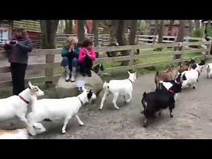 Victoria Children's Farm - Goat Stampede