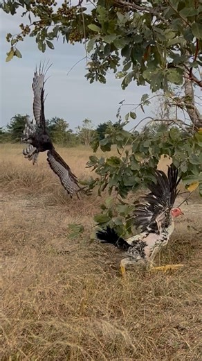 Eagle hunting a big bird of prey on the ground #wildlife #harehunting #eagleflying #birds #amazing
