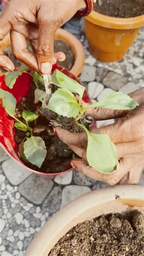 Gardening Motivation: Don’t Wait for Results—Grow with the Flow | Repotting Baby Plants #planting