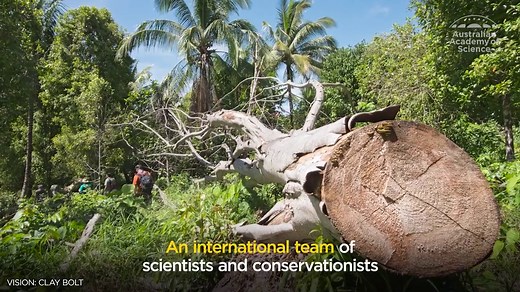 Researcher found world's biggest bee species in Indonesia