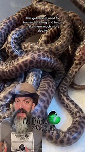 59K views · 847 reactions | Full Hatching Children’s Pythons! 離 | The Molinaro Snake Lab | Facebook