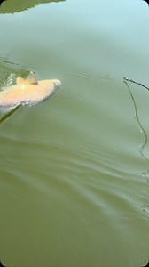 26 reactions | Slow pitch jigs work everywhere! #fishing #okumafishingusa #twistedtacklefishing #fishinglife #contentcreator #fishingislife #riverlife #riverfishing #nature #fishinglife #snapbait_aus #slowpitchjigging | Twisted Tackle Fishing | Facebook