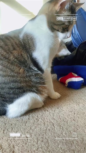 Taz Luna & Rex (@ladyjoceline)’s videos with Sound of Calm - Cloudy Skies