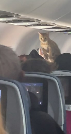 Cats on Airplanes: Traveling with Your Feline Friends