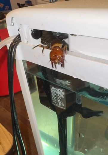 Discover the Fascinating Hellgramite Insect