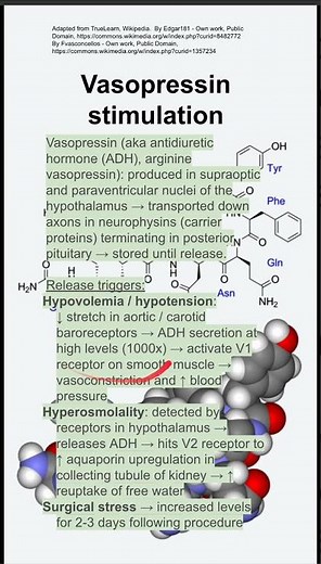 Vasopressin stimulation