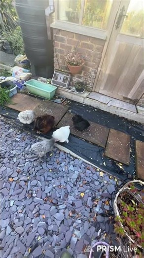 Just putting stuff in the shed #happychickens #chicken #freerangechickens #chickencoop