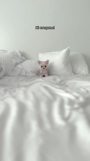 1K views · 50 reactions | What does my teacup Chihuahua eat in a day? ❤️ #chihuahua #teacupchihuahua #teacupdog #doglife | Chihuahuas | Facebook