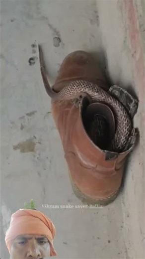 सांप जूते में घुस रहा है #snake #venomouscreatures #naagmani