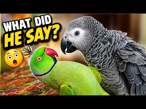 Talking Indian Ringneck Greets Baby African Grey Parrot 🦜❤️ | Cute Compilation