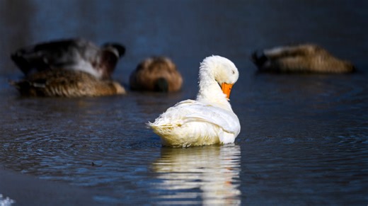 Bird flu detected in Kentucky amid national outbreak. What to know about current cases