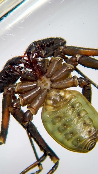 This creature has crab claws, spider legs, and WHIPS?!