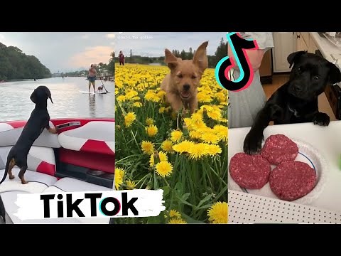 Funny Dogs Doing Things Tik Toks ~ Cute Puppies TIKTOK Compilation ~ 2020