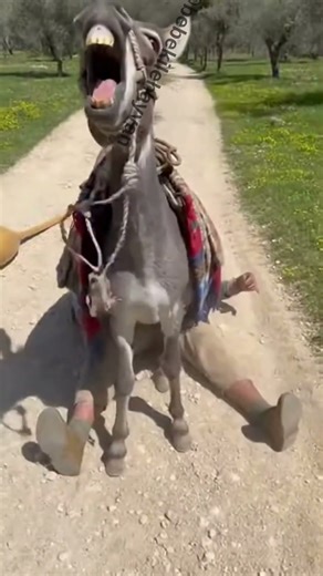 Most Disrespectful Donkey Ever! 😂 Laughs at Owner #shorts