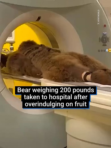 If you overdid it on a summer holiday this year, this brown bear could be your new spirit animal. Okan the brown bear had to be wheeled to have a CT scan on a stretcher with stomach pains, after eating too much fruit served to him at a zoo in Istanbul. He's thankfully fine, and now back home. #bear #funnytok #overeating #zoo #animaltok