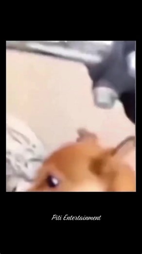 Funny Dog Antics and Hilarious Moments