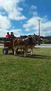 5.7K views · 404 reactions | Mercedes Johnson, winner of the Ladies Driving Class. "Super Woman" Mercedes also won the opening day Mule Race! Columbia Mule Day, Columbia, Tennessee. ? | Western Mule Magazine | Facebook