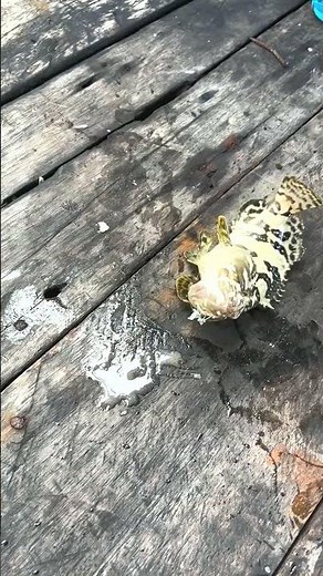 Creative Fishing Hacks: Unique DIY Tools for Big Fish! #fishing