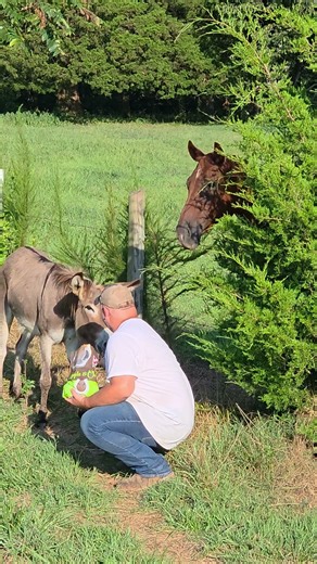 Feeding the donkey and the horse on the farm