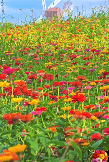 🌸 these flowers thrive on neglect—and still explode into color in just weeks. 🌸 I’ve never seen a flower this easy to grow. If you want a colorful garden without the hassle, you need Zinnias. You can plant these literally anywhere after the last frost! 🌎 And they’re deer-resistant too! 🦌 #zinnia #flowergardening #easytogrowflowers #lowmaintenancegarden #deerresistantplants