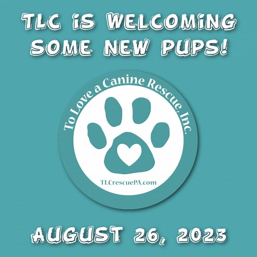 Embarking on a heartwarming journey, 21 sweet faces are making their way to TLC! Behind this incredible effort are our foster families, the unsung heroes who make it all possible. Imagine, 21 lives saved because someone stepped up and said, "YES, I'll be the bridge to their happy tail." #FosterWithTLC #ChangeALife #fosteringsaveslives #secondchances #untiltheyallhaveahome #fosterdog #fosterdogs #fosterdogsrock #fosterdoglife #fosterdogsofinstagram #savealife #tlcrescue | To Love a Canine Rescue
