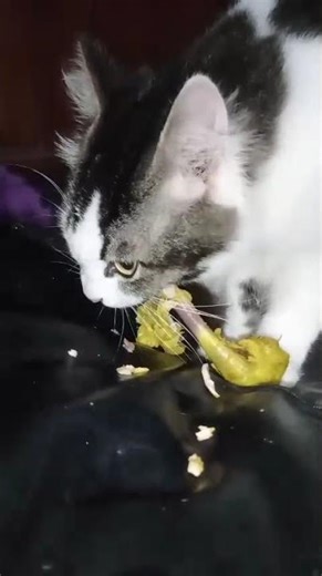 Mpuss Harimau Hitem Chicil Menguliti Makanan Kesukaanya