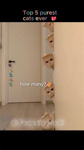 Top 5 Purest Cat Moments Ever 😻✨ | You Won’t Stop Smiling! #cat #cute #funny #cat