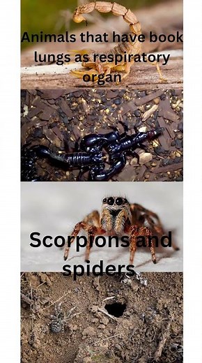 Animals that have book lungs as respiratory organs- #arthropods #arachnids #lamellae #invertebrates