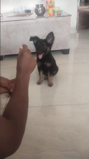 🐶 Lusi's First Bark Training | Smart German Shepherd Puppy Learning Fast! 🐾 #pets #dog bark training