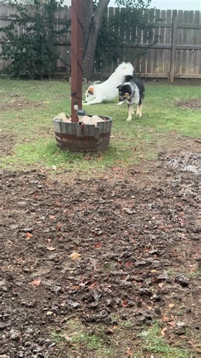 Understanding Dog Behavior with Finn