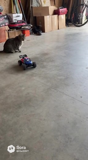 Cat Attacks and Destroys Remote Control Toy Car #CatVsToy #catloverscommunity #catsofinstagram | The Cat Journal