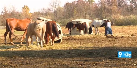Healing Our Veterans through Equine Services