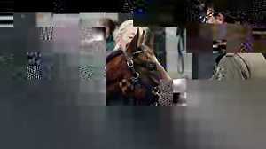 4.4K views · 110 reactions | Goffs November Foal Sale 2019 Review | Goffs | Facebook