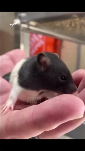 RAT Bite: What Happens? #facts #shorts #viral