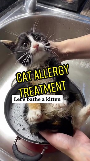 How to Manage Cat Allergies: Tips from Heidi Wrangles Cats