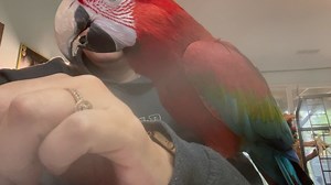 Trying to work with Ruby is next to impossible. | Birds and Beaks Rescue and Rehab